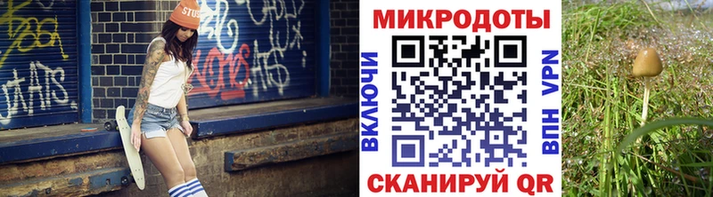 закладки  Казань  Галлюциногенные грибы Cubensis 